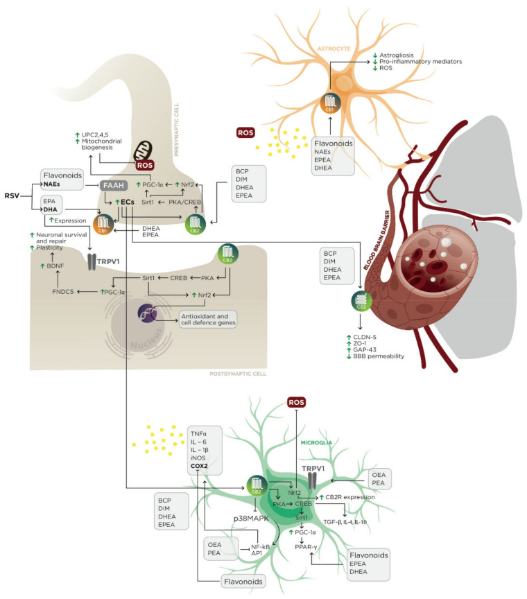 Activity of Mediterranean diet components on the endocannabinoid system at the level of CNS cells.