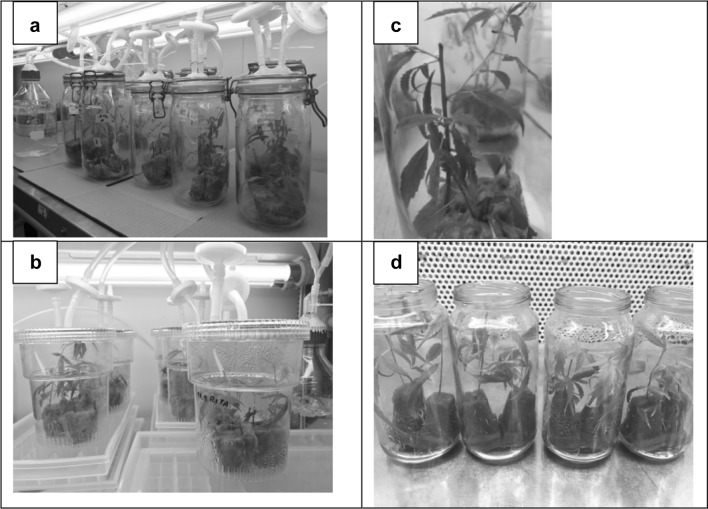 a Forced ventilated glass jars, b RITA system after 3 weeks culture, c regrowth of pruned shoots, d rooted shoots at time of transfer to glass house