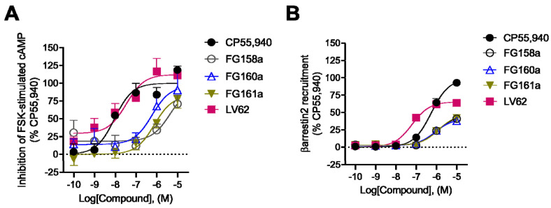 CB2R-dependent inhibition of FSK-stimulated cAMP and CB2R−dependent recruitment of βarrestin2. CHO cells stably expressing hCB2R were treated with 0.10 nM−10 μM compounds for 90 min and cAMP inhibition (A) or βarrestin2 recruitment (B) was measured. cAMP and βarrestin2 recruitment data are expressed as % CP55,940 response. Data are fitted to a non−linear regression (three parameter model, GraphPad v. 9.0). Data are mean ± S.E.M. of 6 independent experiments performed in triplicate.