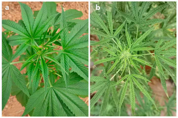Virus-like symptoms on leaves of industrial hemp. (a) Asymptomatic leaves, (b) Symptomatic leaves exhibiting chlorosis and vein clearing.