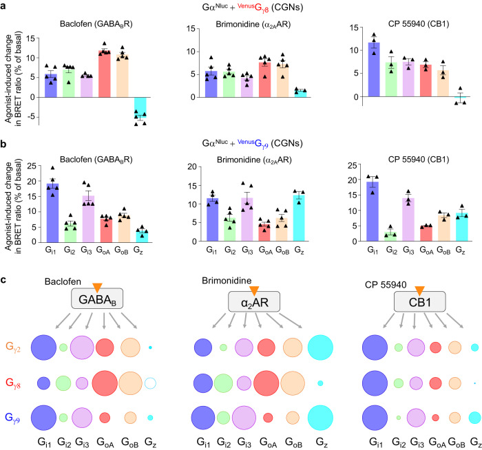Gγ subunit influences G protein responses in CGNs.a, b Percentage of change in BRET ratio between GαNluc and VenusGγ8 (a) or VenusGγ9 (b) induced by baclofen, brimonidine and CP 55940 in CGNs for the indicated Gi/o proteins. CGNs were co-transfected with the indicated VenusGγ and Nluc-tagged Gαi1, Gαi2, Gαi3, GαoA, GαoB or Gαz. Values are mean ± SEM from biologically independent experiments (baclofen and brimonidine, n = 5; CP 55940, n = 3) each performed in triplicate. c Scheme illustrating the difference in Gi/o (Gi1, Gi2, Gi3, GoA, GoB and Gαz) and indicated Gγ protein (Gγ2, Gγ8 and Gγ9) responses in CGNs for the receptors GABAB, CB1 and α2AR in presence of the indicated agonists. For each receptor and Gi/o sensor, the size of the circle is the percentage of change in BRET ratio upon the agonist stimulation, for GABAB (Figs. 2a and a, b), α2AR (Figs. 5e and a, b) and CB1 (Figs. 6b and a, b) normalized to the Gi/o sensor that has the highest response: for Gγ2, Gi1 for both the GABAB and CB1, and Gαz for α2AR; for Gγ8, GoA for GABAB and α2AR and Gi1 for CB1; and for Gγ9, Gi1 for GABAB and CB1, and Gαz for α2AR. For Gγ8, the empty circle indicates an increase in the BRET ratio in contrast to other conditions where a decrease BRET ratio is measured. The raw data and p-values are available in source data provided as a Source Data file.