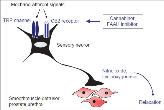 Role of endocannabinoids and TRP channels for regulation of smooth muscle tone in the lower urinary tract. Mechano-afferent signals lead to activation of CB2 receptors and TRP channels (TRPA, TRPV) in sensory neurons. This causes the release of nitric oxide and cyclooxygenase-dependent neurotransmission, finally resulting in smooth muscle relaxation in the detrusor, prostate, and urethra. Consequently, activation of CB2 receptors by Cannabinor or FAAH inhibitors improves LUTS in animal models.