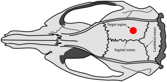 Anatomical mapping and target area for rod impact. The blow was dealt to the right hemisphere 2 mm lateral from the midline and 4 mm forth from the lambdoid suture. The red dot indicates the place of application of force. Institutional animal care committee permission was obtained for all experiments. Images were prepared with using GIMP 2.10.22 software (http://www.gimp.org/).