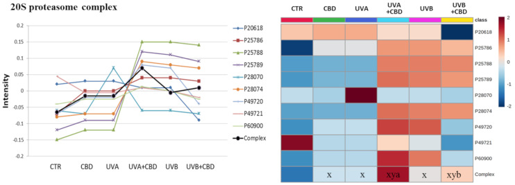 The point graph and heatmap showing the average intensity of proteins creating 20S proteasome complex in keratinocytes following UVA (30 J/cm2) or UVB (60 mJ/cm2) radiation and treated with cannabidiol (CBD, 4 μM) in a three-dimensional culture model. Proteins IDs: P25786, P25788, P25789, P60900, proteasome subunit α type-1, -3, -4, -6; P20618, P49721, P49720, P28070, P28074, proteasome subunit β type-1, -2, -3, -4, -5. Statistical significances showed only for the whole complexes. x: statistically significant differences vs. non-treated cells, p < 0.05; y: statistically significant differences vs. CBD-treated cells, p < 0.05; a: statistically significant differences vs. UVA-irradiated cells, p < 0.05; b: statistically significant differences vs. UVB-irradiated cells, p < 0.05.