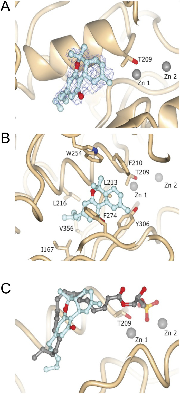 Structure and electron density of ATX-THC.(A) Feature-enhanced electron density map before THC placement, contoured at 1 RMSD and represented as a blue wireframe model. (B) Molecular interactions of THC with ATX. (C) Superposition of ATX binding to THC (PDB ID: 7P4J) and LPA 18:1 (PDB ID: 5DLW).