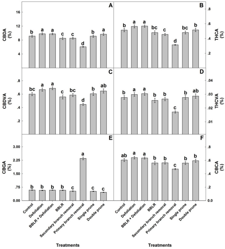 Effect of architecture manipulations on average cannabinoid concentrations in medical cannabis plants: CBDA (A), THCA (B), CBDVA (C), THCVA (D), CBGA (E), and CBCA (F). Data are means ± SE (n = 6). Letters above the bars represent significant differences between treatments by Tukey HSD test at α = 0.05.