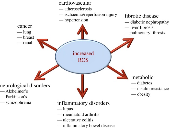 ROS involvement in disease pathogenesis. Schematic of the involvement of increased ROS production in the development of various pathologies.