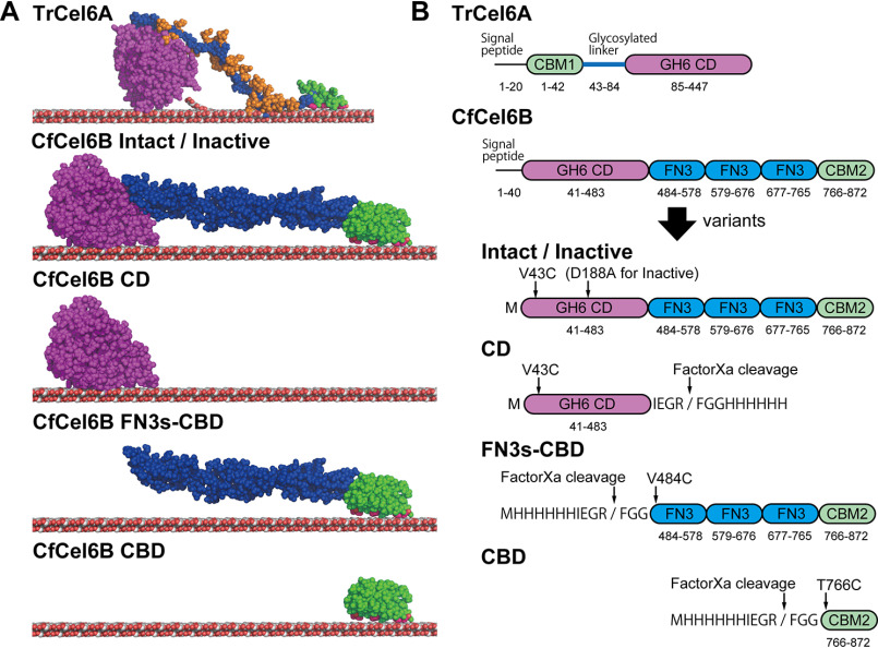 Structures of TrCel6 and CfCel6B. A, model structures of Intact TrCel6A, CfCel6B, and CfCel6B domain constructs used in this study. TrCel6A structure is the same as in the previous report (12). For CfCel6B, structure of CD is X-ray crystal structure (PDB code 7CBD), and FN3s and CBD are modeled by SWISS-MODEL server (38). Figures were prepared by PyMOL. B, detailed descriptions of domain compositions for each construct. Positions of mutation sites, histidine tags, and FaXa cleavage sites and estimated amino acid numbers for each domain are shown.