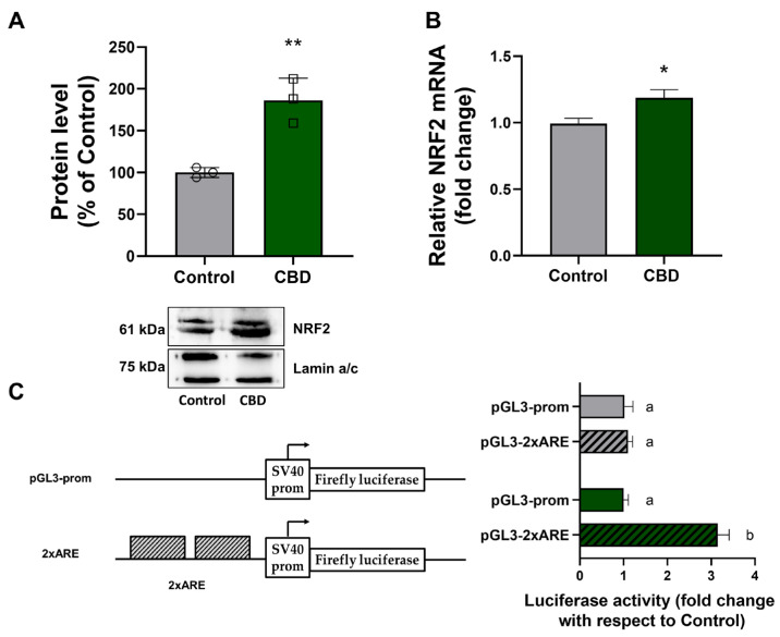 CBD increases NRF2 expression in U87MG cells. (A) Nuclear NRF2 protein level in U87MG cells was determined by Western blot and densitometric analysis. In the graph, values represent relative optical density after normalization to Lamin a/c expression. The results were expressed as a percentage relative to the control group, which was set as the reference at 100%. (B) NRF2 mRNA abundance was determined by Real-Time PCR using GAPDH as an internal standard. Results are expressed as mean ± SD. Experiments were repeated three times independently (n = 3). * p < 0.05 and ** p < 0.01 compared with control. (C) In vitro luciferase assay was performed with the pGL3 prom vector and the pGL3-2xARE construct. The histograms show the relative luciferase activity measured after pGL3-prom or pGL3-2xARE transfection into U87MG cells treated with CBD for 24 h. Luciferase activity values are reported as fold induction relative to the activity determined in the control, represented by untreated cells transfected with pGL3-prom or pGL3-2xARE vector. Results are expressed as mean ± SD. The results were expressed by normalizing the values to the control group, whose mean value was set to 1. Experiments were repeated three times independently (n = 3), and samples bearing different letters differ significantly (p < 0.05).
