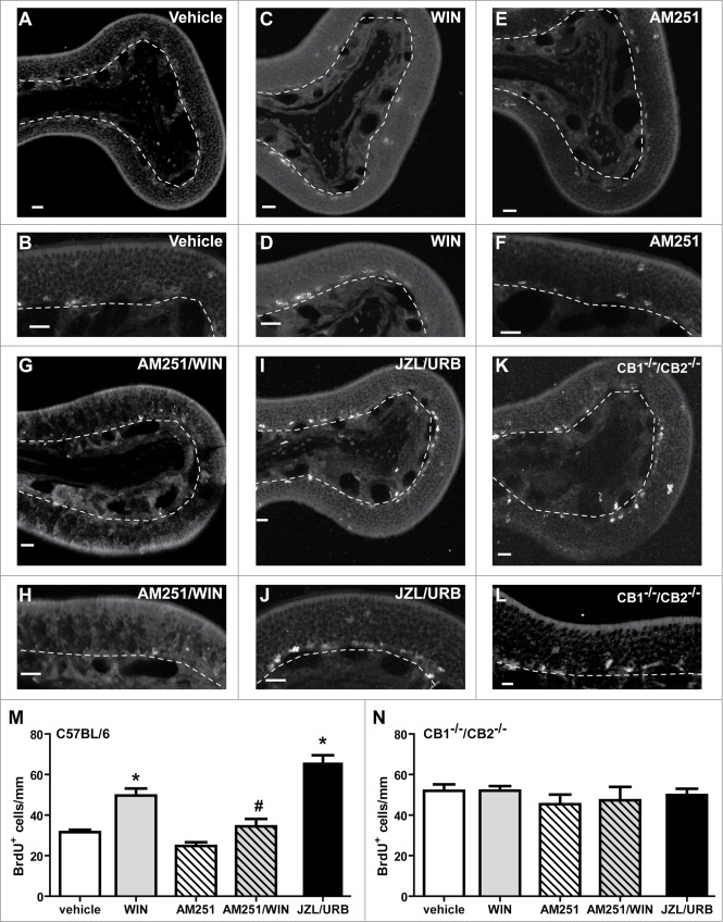 Endogenous cannabinoids promote proliferation in C57BL/6 but not CB1−/−/CB2−/− mice. Adult (6–8 week) male C57BL/6 and CB1−/−/CB2−/− mice (non-littermates), intranasally aspirated vehicle (1% DMSO), CB1 receptor antagonist AM251 (10 μM), CB1/CB2 receptor agonist WIN (10 μM), JZL/URB (10 μM, 100 μM, respectively), or AM251 30 minutes prior to WIN (AM251/WIN). BrdU was injected (i.p., 18 mg/kg) 3 and 6 hours before tissue collection 48 hours post-instillation. (A–L) Representative images of BrdU immunoreactivity in the endoturbinate II of C57BL/6 mice treated with (A–B) vehicle, (C–D) WIN, (E–F) AM251, (G–H) AM251/WIN, (I–J) JZL/URB. BrdU immunoreactivity in CB1−/−/CB2−/− mice treated with vehicle (K–L) is representative of BrdU immunoreactivity of all treatment groups (data not shown). Dashed white lines delineate basement membrane. Scale bar, 20 μm. (M–N) Quantification of BrdU positive cells (mean ± SEM) in ectoturbinate 2 and endoturbinate II of (M) C57BL/6 mice and (N) CB1−/−/CB2−/− mice. *, p < 0 .01 WIN vs. vehicle, p < 0 .001 JZL/URB vs. vehicle; # p < 0 .05 vs. WIN (One way ANOVA followed by Bonferroni multiple comparison test; n = 4–7 mice/group).