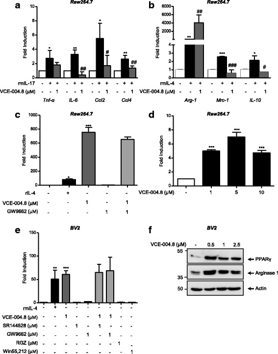 VCE-004.8 blunts IL-17-induced M1 polarization and induces Arg1+ expression. a RAW264.7 cells were pre-incubated with VCE.004.8 for 18 h and stimulated with IL-17 for 24 h. The mRNA expression for Tnf-α, IL-6, Ccl2, and Ccl4 was quantified by qPCR and normalized versus GAPDH. Data represent the mean ± SD (n = 3). *p < 0.05, **p < 0.01 rmIL-17-treated cells vs untreated cells; #p < 0.05, ##p < 0.01 rmIL-17 + VCE-004.8 vs rmIL-17-treated cells (one-way ANOVA followed Tukey’s test). b RAW264.7 cells were treated with VCE-004.8 in the presence or absence of rmIL-4 for 24 h. The mRNA expression for Arg-1, Mrc-1, and IL-10 was quantified by qPCR and normalized versus GAPDH. Data represent the mean ± SD (n = 3). *p < 0.05, **p < 0.01, ***p < 0.001 rmIL-4-treated cells vs untreated cells; #p < 0.05, ##p < 0.01, ###p < 0.001 rmIL-4 + VCE-004.8 vs rmIL-4-treated cells (one-way ANOVA followed Tukey’s test). c RAW264.7 cells were treated with VCE-004.8, rmIL-4, or GW9662 for 24 h, and the expression levels of Arg-1 were determined by qPCR. Data represent the mean ± SD (n = 3). *p < 0.05 rmIL-4-treated cells vs untreated cells; ***p < 0.001 VCE-004.8 vs untreated cells (one-way ANOVA followed Tukey’s test). d RAW264.7 cells were transiently transfected with pGL3-mArg1 promoter/enhancer − 31/− 3810 and then stimulated with VCE-004.8 for 20 h and assayed for luciferase activity. Fold induction relative to transfected cells untreated is shown. Data represent the mean ± SD (n = 3). ***p < 0.001 VCE-004.8-treated cells vs untreated cells (one-way ANOVA followed Tukey’s test). e Serum-starved BV2 cells were treated with VCE-004.8, rmIL-4, SR144528, GW9662, RGZ, or WIN 55,212-2 for 24 h, and the expression levels of Arg-1 were determined by qPCR. Data represent the mean ± SD (n = 3). *p < 0.05 rmIL-4-treated cells vs untreated cells; ***p < 0.001 VCE-004.8 vs untreated cells (one-way ANOVA followed Tukey’s test). f BV2 cells were treated with VCE-004.8 at the concentrations indicated and further analyzed for PPARγ and arginase 1 expression by immunoblot