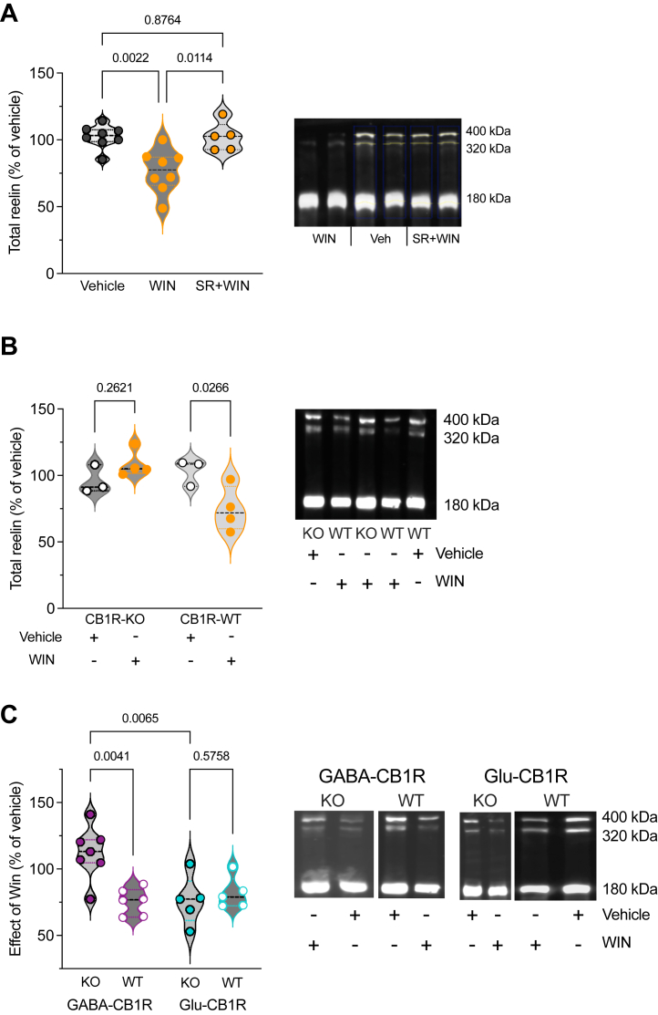 CB1R deletion in GABAergic neurons abolishes the reduction in prefrontal reelin induced by single in vivo synthetic cannabinoid exposure. (A) Violin plot showing the relative changes in reelin levels compared with the vehicle control group. Densitometric measurements of total reelin levels (sum of the 3 isoforms) expressed as the percentage of total reelin levels in vehicle-treated mice. The data show that WIN decreased reelin levels (WIN n = 8 mice) compared with vehicle-treated mice (n = 8 mice), and this effect was prevented by the antagonist SR (SR+WIN n = 5 mice) (η2 = 0.507, p = .001, Kruskal-Wallis test). Representative immunoblotting of PFC lysates extracted from vehicle-, WIN-, and SR+WIN-exposed mice and probed with the anti-reelin G10. Each lane is a different mouse. (B) Densitometric analysis of total reelin levels in WIN-injected CB1R-KO mice (n = 4 mice) and their wild-type littermates (CB1R-WT, n = 4 mice) compared with respective controls (vehicle-injected CB1R-KO, n = 3 mice and vehicle-injected CB1R-WT, n = 3 mice). WIN administration did not reduce reelin levels in CB1R-KO mice compared with WT littermates (η2 = 0.435, p = .0397, Kruskal-Wallis test). Representative immunoblotting of PFC lysates extracted from vehicle- or WIN-exposed CB1R-KO and -WT littermates, probed with the anti-reelin G10. Each lane is a different mouse. (C) Densitometric measurements of WIN effect on total reelin levels expressed as the percentage of total reelin levels measured in corresponding vehicle-treated control mice. The effect of WIN was selectively blocked in GABA-CB1R-KO (n = 7 mice) compared with Glu-CB1R-KO (n = 5 mice) and respective WT littermates (GABA-CB1R-WT, n = 6 mice and Glu-CB1R-WT, n = 5 mice) (η2 = 0.429, p = .0109, Kruskal-Wallis test). Representative immunoblotting of PFC lysates extracted from vehicle- or WIN-exposed GABA-CB1R-KO and Glu-CB1R-KO and WT littermates (GABA-CB1R-WT and Glu-CB1R-WT, respectively), probed with the anti-reelin G10. Each lane is a different mouse. CB1R, CB1 receptor; GABA, gamma-aminobutyric acid; KO, knockout; PFC, prefrontal cortex; SR, SR141716A; WIN, WIN 55,212-2; WT, wild-type.