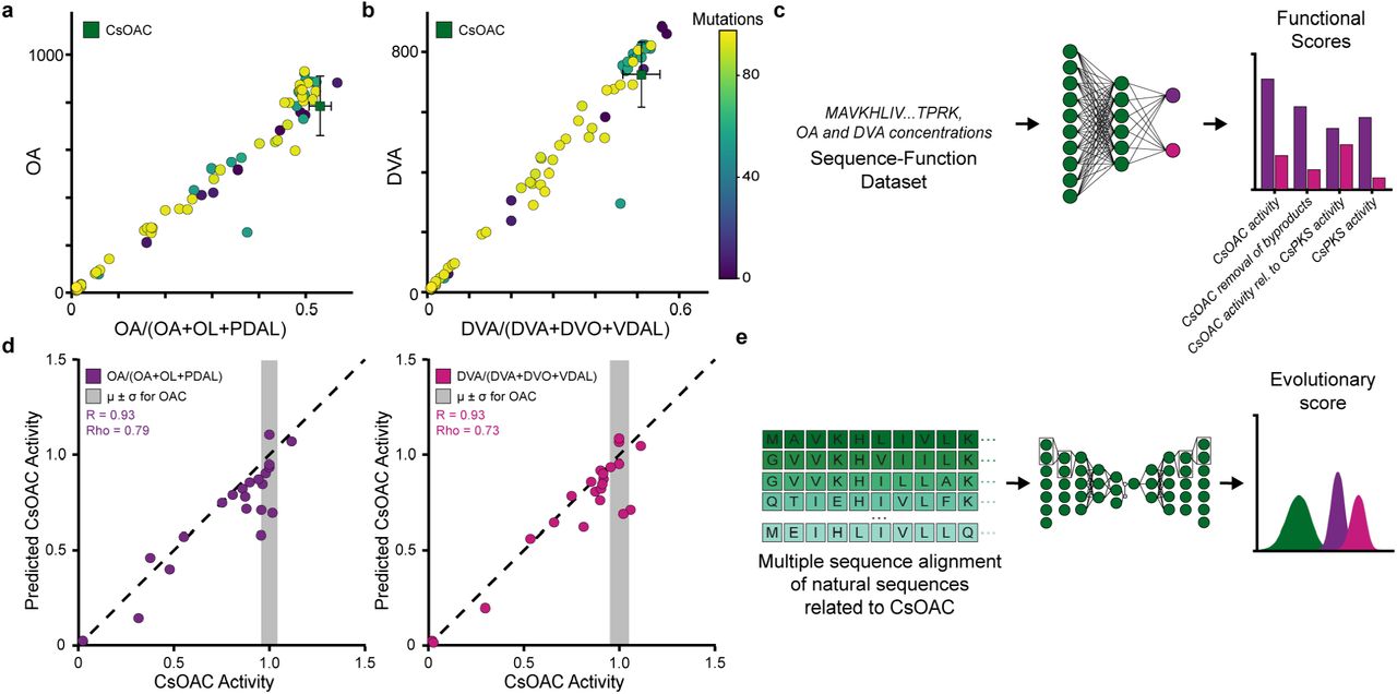 Learning CsOAC sequence-function relationships.a-b, Experimental characterization of initial CsOAC sequence variants for used for model training. OA titers versus pathway selectivity OA/(OA+OL+PDAL) a, and DVA titers versus DVA/(DVA+DVO+VDAL). Key: divarinol (DVO), varinic diacetic acid lactone (VDAL). b, illustrates functional diversity across sequences. c, Multi-task neural network predict OA (purple) and DVA (pink) production learned from experimentally characterized variants. d, Multi-task neural network predictions demonstrate strong rank-order agreement to unseen variants sequences withheld from training for predicted enzyme activity for OA/(OA+OL+PDAL) (purple) and DVA/(DVA+DVO+VDAL) (pink) versus experimental enzyme activity. e, Variational autoencoder (VAE) trained on natural homologs learns evolutionary constraints defining plausible enzyme sequence space, providing an evolutionary prior complementary to functional prediction.