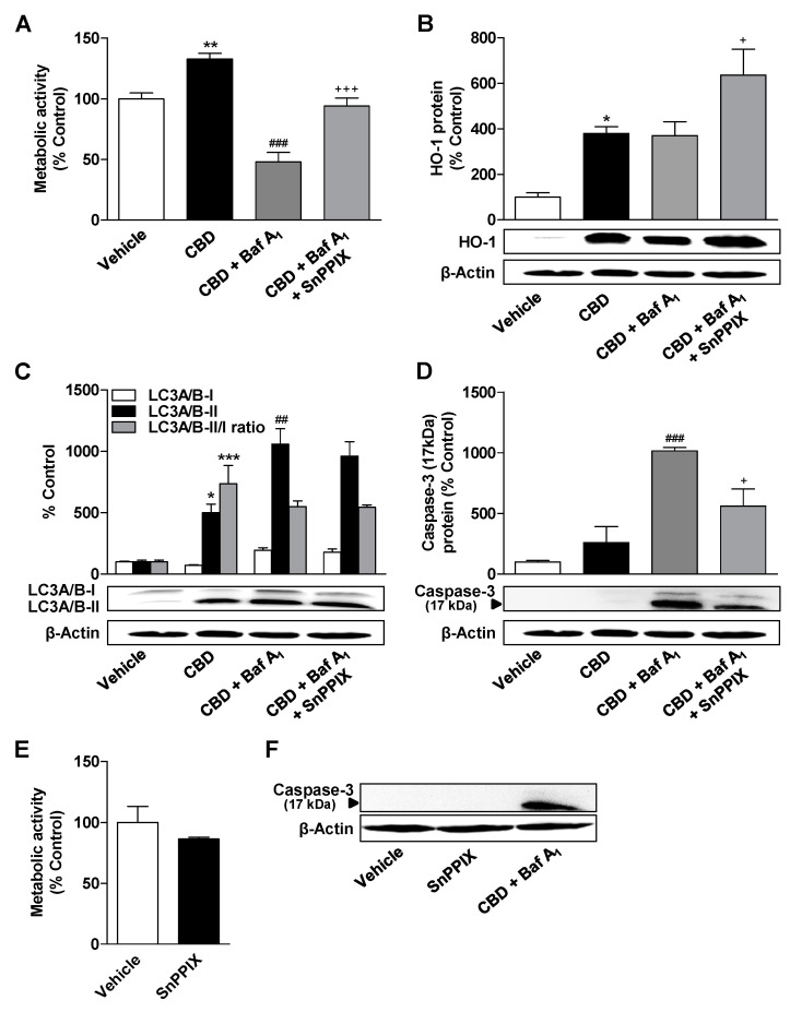 Effects of HO-1 inhibition on bafilomycin A1-induced changes in metabolic activity, HO-1 expression, autophagy, and apoptosis of CBD-treated ADMSCs. ADMSCs were pretreated for 30 min with the autophagy inhibitor bafilomycin A1 (Baf A1; 100 nM) and the HO-1 inhibitor SnPPIX (25 µM), and after subsequent addition of CBD (3 µM) or vehicle, the cells were co-incubated with the substances or vehicles for 24 h. Subsequently, the cells were analyzed for their metabolic activity (A), the expression of HO-1 (B) and LC3A/B-I/II (C), and the cleavage of caspase-3 (D). The effects of SnPPIX alone are shown in panel (E) for metabolic activity and in panel (F) for caspase-3 cleavage in the same experimental setting. The protein expression values were normalized to β-actin. The same actin blot was used as control in (B,C) and (D), since the proteins analyzed in these Western blots were resolved on the same gel. The percentage control provides a comparison with the vehicle-treated group (set to 100%). The data represent mean values ± SEM of n = 4 (A–D) and n = 6 (E) from different donors. * p < 0.05, ** p < 0.01, *** p < 0.001 vs. vehicle control; ## p < 0.01, ### p < 0.001 vs. CBD; + p < 0.05, +++ p < 0.001 vs. CBD + Baf A1; one-way ANOVA with Bonferroni’s post hoc test.