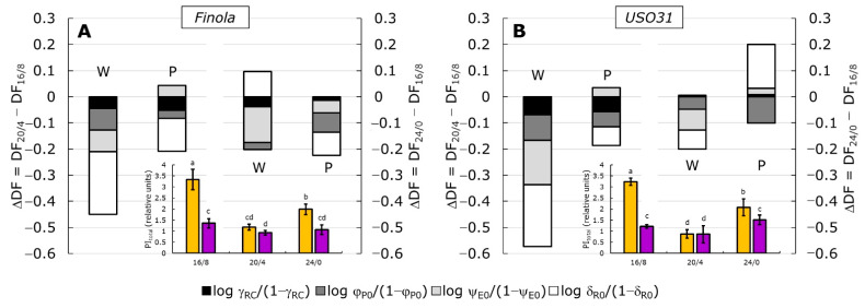 Relative changes in the difference in driving forces (ΔDF) measured in Cannabis cultivars Finola (A) and USO31 (B) exposed to 16/8, 20/4, and 24/0 photoperiods and grown under white (W) and purple (P) light. Stacked columns are showing the difference in DFs at 20/4 (left columns per panel) and 24/0 (right columns per panel) photoperiods minus the DF at 16/8 (control). Each DF is calculated by summing up their partial driving forces: log γRC/(1 − γRC), log φP0/(1 − φP0), log ψE0/(1 − ψE0), and log δR0/(1 − δR0). The performance index for energy conservation from exciton to the reduction of the final electron acceptor at PSI, PItotal for each cultivar is shown in the inserts. Yellow bars represent plants grown under white light, while purple bars represent plants grown under purple light. Results are shown as the mean of five independent measurements (n = 5) ± SD. Different letters represent a significant difference at p ≤ 0.05 (ANOVA, LSD).