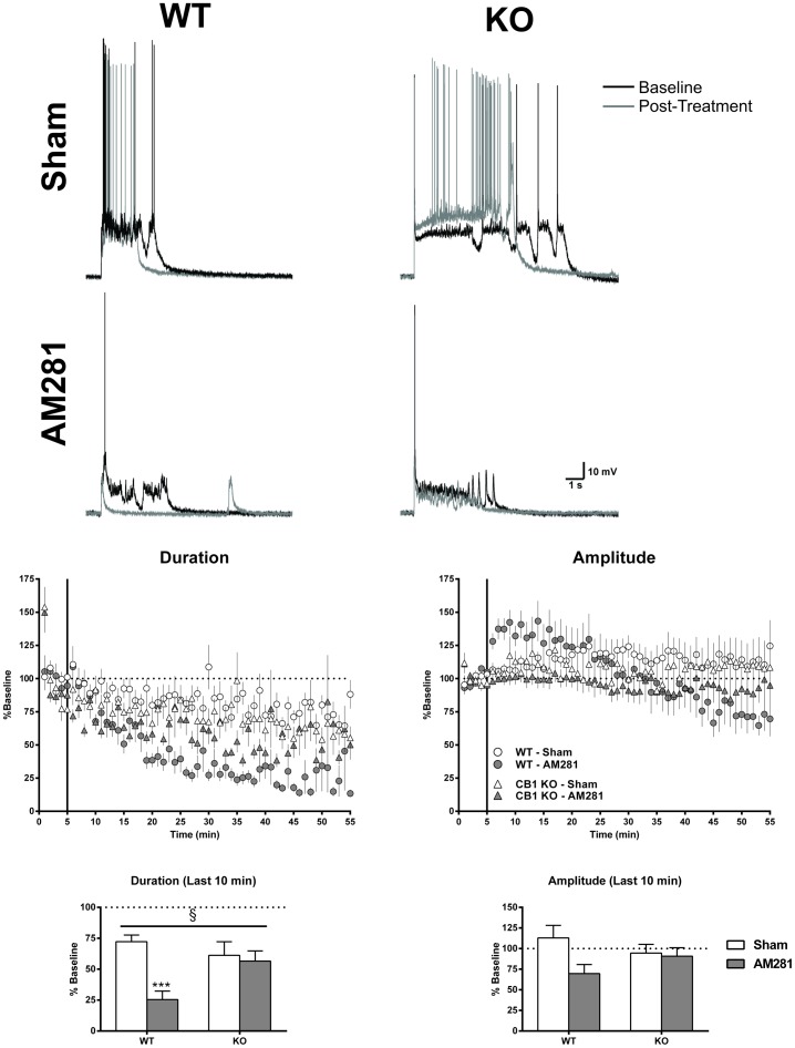 AM281 reduces up-state duration via a CB1-dependent mechanism.Top panel: example traces from each of the four groups showing baseline up-states (black traces) and those following 50 min of drug application (grey traces). Middle panel: time course of measures of up-state duration and amplitude in wt and CB1 KO cultures under sham conditions or treated with the CB1 inverse agonist AM281 (1 µM). Points are normalized to the pre-drug values for each genotype and represent group means ± SEM (N = 6–11) and. Bottom panel: summary data from the four groups binned over the last 10 min and normalized to their respective baselines (N = 8–10). Bars represent group means ± SEM. Symbols: § - significant interaction (p<0.05), *** - significant post-hoc comparison with wt sham (p<0.001).