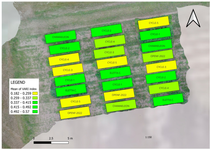 The calculated and visualized VARI indexes (Visible Atmospherically Resistant Index). Medium late ‘E’ selection from different speed breeding cycles (CYCLE-1: backcross with Chamaeleon males; CYCLE-2: 1st family selection; CYCLE-3: 2nd family selection; CYCLE-4: 3rd family selection; CYCLE-5: 4th family selection) were compared to the plots originated from the 2022 open-field trial and registered varieties Chamaeleon and Eletta campana.