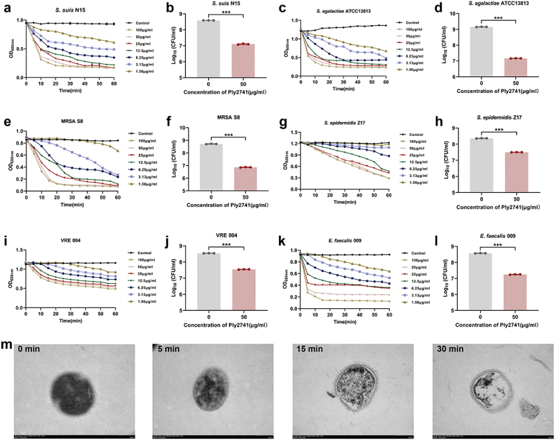 Bactericidal activity of Ply2741 against multidrug-resistant gram-positive bacteria in vitro. (a, c, e, g, i, k). Bactericidal kinetic curves of Ply2741 against S. suis N15 (a), S. agalactiae ATCC13813 (c), MRSA S8 (e), S. epidermidis Z17 (g), VRE 004 (i), and E. faecalis 009 (k) at different concentrations within 60 min. (b, d, f, h, j, l). Bacterial counts after treatment with Ply2741 (50 μg/ml) for 30 min against multidrug-resistant strains, with SEC buffer as control. All experiments are expressed as the mean ± SD of three independent replicates. Statistical analysis was performed using Student’s t-test, with different asterisks representing levels of significance. *, p < 0.05, **, p < 0.01, and ***, p < 0.001. (m). Transmission electron microscopy observation of the morphological changes of S. suis SC19 after treatment with Ply2741 at different time points, with images magnified at × 40000.