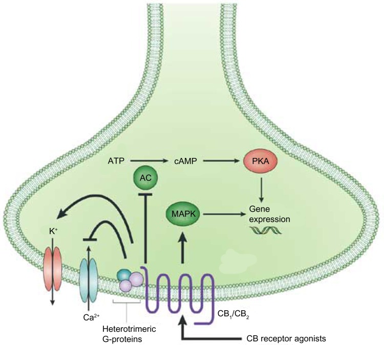 Neuronal CB signaling. Activation of a CB receptor with an agonist causes several downstream effects: inhibition of adenylcyclase and inwardly rectifying calcium channels, and activation of potassium channels as well as the mitogen-activated protein kinase pathway. Activation of MAPK modulates gene expression, depending on downstream signaling, cell types, etc. Gene expression can also be modulate as a downstream effect of adenylyl cyclase inhibition through the activation of protein kinase A.Abbreviations: MAPK, mitogen-activated protein kinases; AC, adenylyl cyclase; cAMP, cyclic adenosine monophosphate; PKA, protein kinase A.Note: Reprinted by permission from Macmillan Publishers Ltd: Nature Reviews Drug Discovery, copyright 2004.150