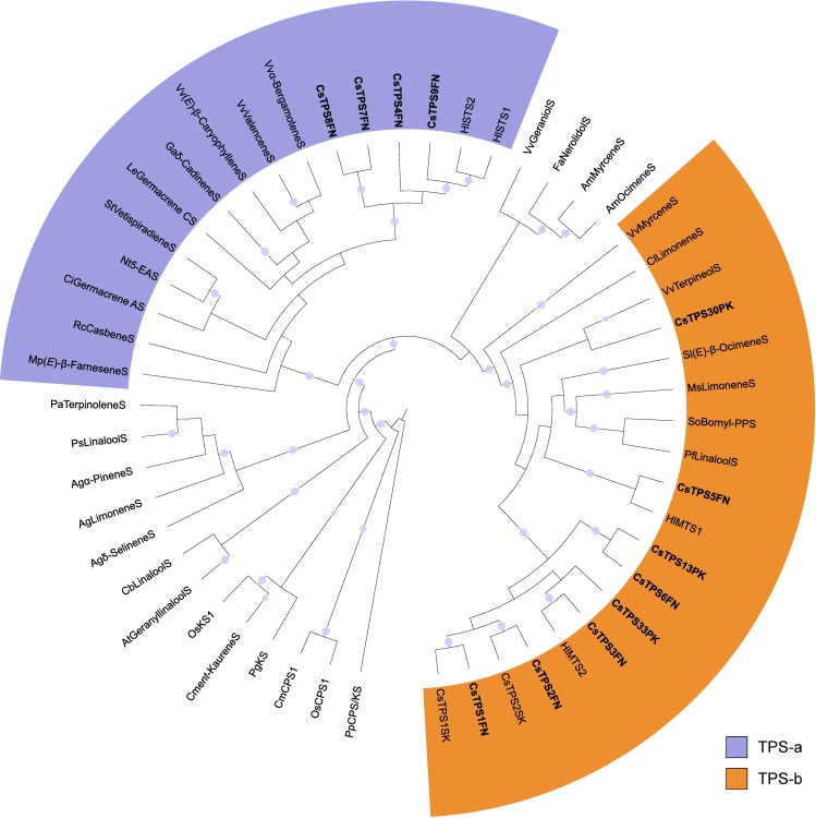 Maximum likelihood phylogeny of CsTPS.Within the TPS-a and TPS-b subfamilies, TPS from the Cannabaceae, including cannabis and hops, are more closely related to one another than to TPS from other angiosperms. Cannabis TPS are in bold. The cannabis strain or variety of origin is indicated by two letters following the TPS#: FN: ‘Finola’, SK: ‘Skunk’, PK: Purple Kush. Branches with bootstrap values >80% (100 repetitions) are indicated with a grey dot. TPS of other species included are from Pp: Physcomitrella patens, Os: Oryza sativa, Cm: Cucurbita maxima, At: Arabidopsis thaliana, Cb: Clarkia breweri, Ag: Abies grandis, Pa: Picea abies, Fa: Fragaria ananassa, Am: Antirrhinum majus, Mp: Mentha x piperita, Rc: Ricinus communis, Ci: Cichorium intybus, Sl: Solanum lycopersicum, Nt: Nicotiana tabacum, Le: Lycopersicum esculentum, Ga: Gossypium arboreum, St: Solanum tuberosum, Vv: Vitis vinifera, Hl: Humulus lupulus, So: Salvia officinalis, Cl: Citrus limon, Ms: Mentha spicata, Pf: Perilla frutescens. ‘S’ suffix = synthase.