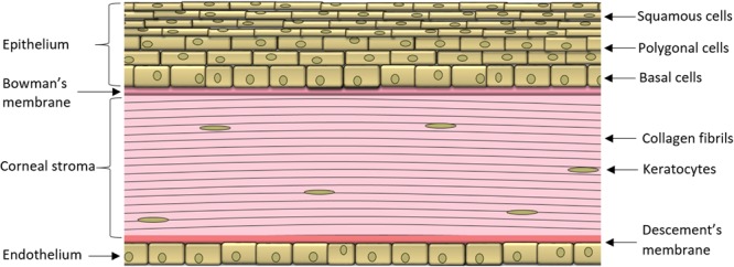 The cornea. Schematic representation of the corneal layers in a cross section.