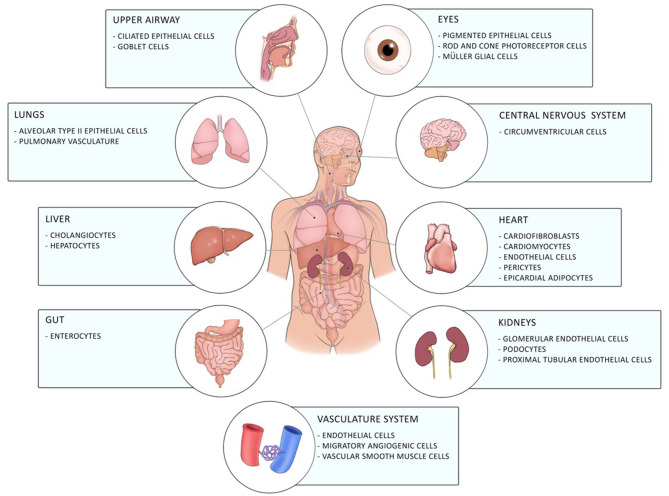 Distribution of ACE2 in the human body. ACE2 is expressed in different cells of the eye, the upper airway, the lung, the liver, the gut, the central nervous system, the heart, the vasculature system, and of the kidneys.