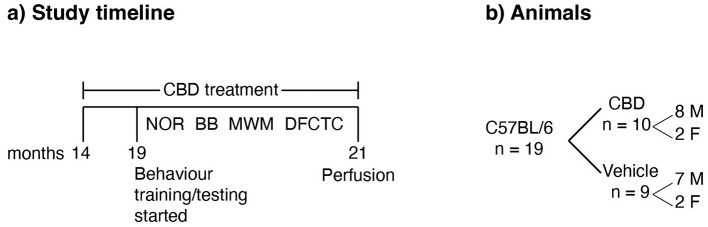 Study timeline and animal groups. (a) Time course of treatment and behavioral training/tests. Behavioral tests included novel object recognition (NOR), balance beam (BB), Morris water task (MWT), and discriminative fear conditioning to context (DFCTC). During behavioral training/testing, treatment with CBD and vehicle was continued daily. (b) The number and sex of mice per group. The CBD group received CBD in grapeseed oil and Nutella, whereas the vehicle group received only grapeseed oil and Nutella.