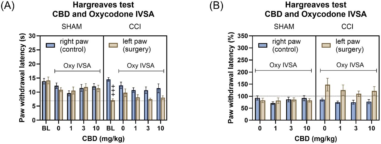 CBD treatment did not alter the antinociceptive effect of oxycodone self-administration in CCI rats.The Hargreaves data are shown as absolute paw withdrawal latency (A) and as percentage change from baseline (B). CCI surgery reduced paw withdrawal latency in the ipsilateral (surgery) paw compared to the contralateral (control) paw, indicating increased thermal sensitivity in the Hargreaves test (A). In vehicle-treated CCI rats, oxycodone self-administration increased paw withdrawal latency in the CCI paw compared to the contralateral paw, indicating antinociceptive effect (A and B). However, treatment with CBD in combination with oxycodone self-administration did not alter the paw withdrawal latency in in the CCI paw compared to the contralateral paw (A and B). Plus signs indicate significantly lower paw withdrawal latencies in CCI surgery paw compared to the contralateral paw in CCI rats. BL, baseline drug-free Hargraves data; Oxy, oxycodone. +++ P<0.001. Sham, N=11; CCI N=10. Data are presented as mean ± SEM.
