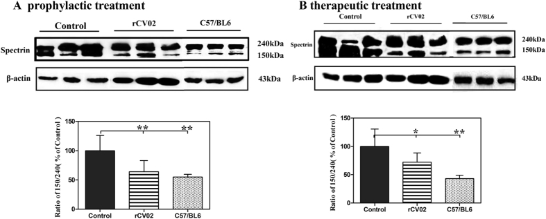 rCV02 decreased calpain activation in the brains of 3 × Tg-AD mice.3 × Tg-AD mice were immunized with rCV02 at 3 months (prophylactic; panel A) or 12 months (therapeutic; panels B) of age. The brains were collected for evaluation at 19-months and 21-months of age, respectively. The spectrin content in the soluble fractions of the brain homogenates were detected by Western blot analysis; representative images are shown (lanes 1–3, non-vaccinated control 3 × Tg-AD; lanes 4–6, rCV01-vaccinated 3 × Tg-AD; lanes 6–9, non-vaccinated control C57/BL6). The graphs show the spectrin 150/240 kDa ratio in control and treated mice. Data represent the mean ± SE for each group. Statistically significant differences were determined by ANOVA. **p < 0.01, compared with the control group (3 × Tg-AD).