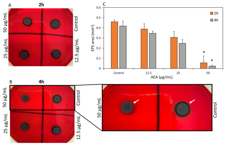 The Congo Red assay shows reduced EPS secretion following AEA treatment. (A,B) S. mutans cultures were incubated in the absence or presence of various concentrations of AEA for 2 h (A) and 4 h (B), and then 10 µL of each triplicate were plated on Congo Red agar plates containing 1% sucrose followed by a 24 h incubation. The arrows point to the secreted EPS that has turned black in the presence of Congo red. (C) Quantification of the black areas around the colonies which represent the secreted EPS. It should be noted that during the short incubation time with AEA, the bacterial growth of AEA-treated bacteria recovered on the Congo Red plates. n = 3; * p < 0.05.