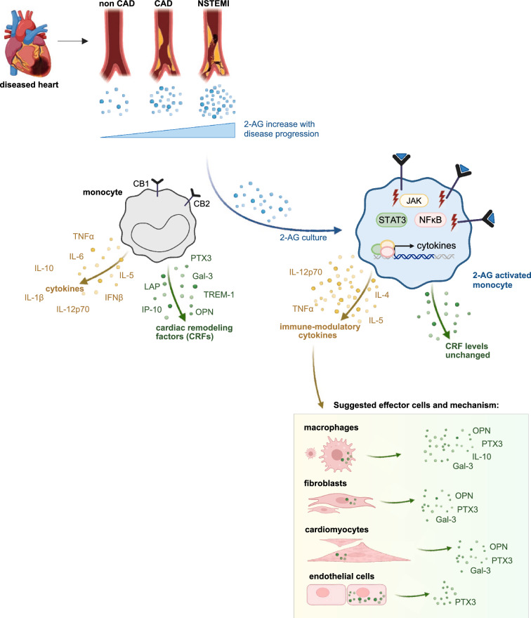 Schema of inflammatory circuits induced by 2-AG in cardiac diseases. Concentrations of 2-AG correlate with the severity of coronary artery disease. Upon 2-AG treatment, immune signaling cascades lead to an enhanced expression of immune-modulatory cytokines like TNFα via JAK, STAT3 and NFκB. Hypothetically, enhanced levels of released cytokines have a systemic effect but also local effects on resident cells of the cardiac tissue, like macrophages, cardiomyocytes, fibroblasts and endothelial cells. With disease progression this inflammatory circuit is increasingly active and leads to the production of CRFs in cardiac tissue.
