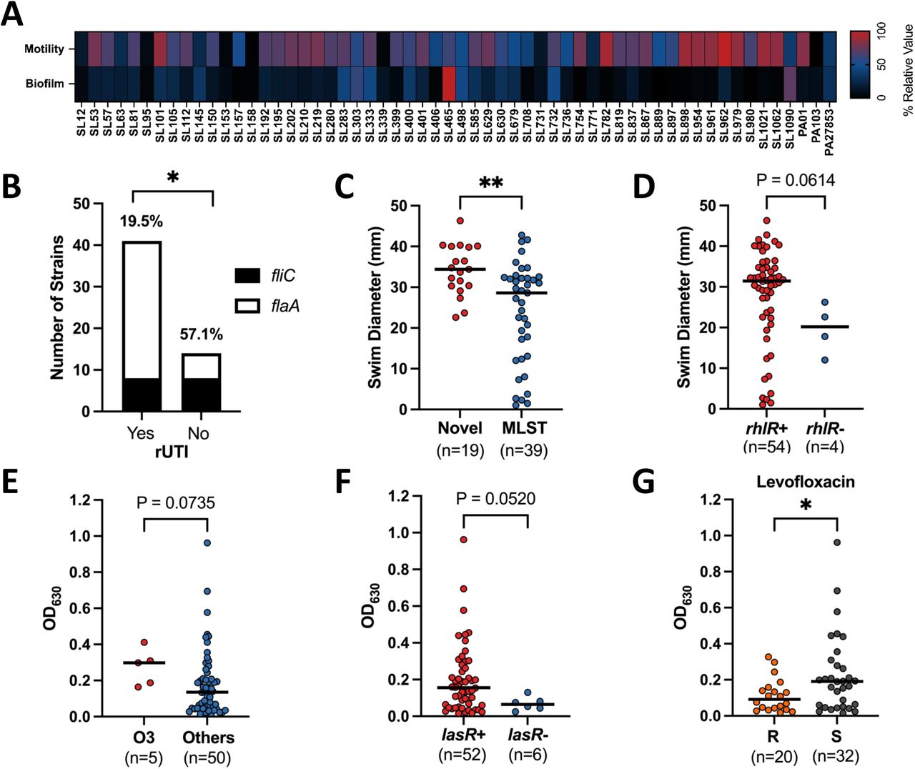 Motility and biofilm phenotypes correlate with virulence genes, Levofloxacin resistance, and recurrent UTI.(A) Heatmap of normalized motility swim diameter (mm) and biofilm formation in LB (optical density at 630 nm). (B) Prevalence of flagellum encoding gene type A (flaA, shown in white) and type B (fliC, shown in black) in strains isolated from patients with recurrent UTI (rUTI) (red) compared with patients without rUTI (blue). Motility (swim diameter) in strains with (C) novel ST types (red) versus those with established MLST (blue) and (D) isolates with the rhlR gene (red) compared to those without (blue). Dots represent the mean of biological replicates for a strain, and bars indicate median. Biofilm formation (OD630) in strains (E) of the O3 serotype (red) compared to other serotypes (blue), (G) with (red) versus without (blue) the lasR gene, and (F) resistant (R, orange) versus susceptible (S, black) to levofloxacin. Statistical significance was determined via Fisher’s exact test for panel B and Mann-Whitney U test for panels C-G (*P<0.05, **P<0.005).