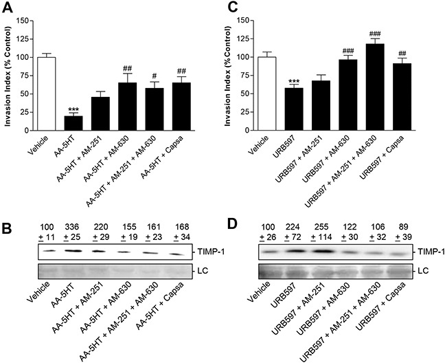Impact of cannabinoid receptor- and TRPV1 antagonists on the anti-invasive and TIMP-1-inducing action of FAAH inhibitors in A549 cellsA549 cells were preincubated with AM-251 (CB1 antagonist; 1 μM), AM-630 (CB2 antagonist; 1 μM) or capsazepine (capsa; TRPV1 antagonist; 1 μM) for 1 h. Following addition of vehicle, AA-5HT (10 μM) or URB597 (10 μM) incubation was continued for another 72 h before measurement of invasion using Matrigel Boyden chamber assays A, C. or Western blot analyses of TIMP-1 in cell culture media B, D. Protein staining of cell culture media is shown as loading control (LC). All values are expressed as percent control in comparison with vehicle-treated cells (100%) in the absence of test substance. Data are means ± SEM of n = 9-12 (A), n = 6 (B), n = 11-12 (C) or n = 3 (D) experiments. ***P < 0.001 vs. vehicle; #P < 0.05, ##P < 0.01, ###P < 0.001 vs. respective FAAH inhibitor; one-way ANOVA plus post hoc Bonferroni test.