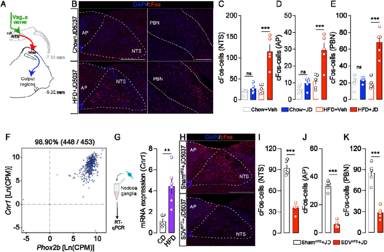 Inhibition of peripheral CB1R leads to the activation of brainstem nuclei via a vagus nerve-dependent mechanism.(A) The drawing illustrates vagus nerve-mediated activation of brainstem nuclei. (B) Immunofluorescence detection of cFos in the nucleus tractus solitarius (NTS), area postrema (AP), and parabrachial nucleus (PBN) of chow- and HFD-mice administered with JD5037 (3 mg/kg, i.p.). Quantifications of cFos-positive cells in the NTS (C), AP (D) and PBN (E) of chow- and HFD-mice administered with vehicle or JD5037 (3 mg/kg) (n=5 mice/group). (F) Transcriptomic meta-analysis of Phox2b and Cnr1 in sensory neurons (n=453) of the nodose ganglia (NG). (G) Relative mRNA expression of Cnr1 in the nodose ganglia of chow- and HFD-mice (n=5-6 mice/group). (H) Immunofluorescence detection and quantifications (I, J, K) of cFos-positive cells in the NTS, AP and PBN of ShamHFD- and SDVHFD-mice administered with JD5037 (3 mg/kg, i.p.) (n=5 mice/group). Scale bars: 250 μm. Statistics: One-way ANOVA followed by a Bonferroni post hoc test (C, D, E panels) or Student’s t-test (G, I, J, K panels), **p<0.01 and ***p<0.001 for specific comparisons.