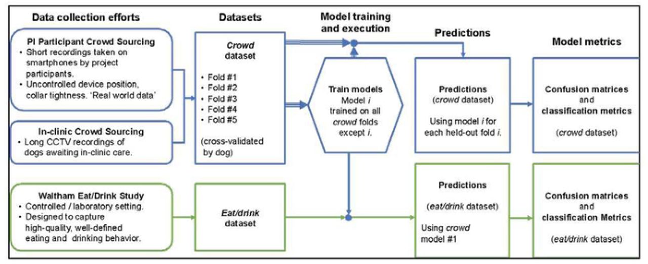 Model training and evaluation data flow.The crowd dataset consisted of naturalistic, highly diverse data divided by dog into five folds. The eat/drink dataset focused on high-quality eating and drinking data. Behavior classification models were trained and evaluated in a cross-validated fashion on the crowd dataset, and the first of these five models was also evaluated on the eat/drink dataset. Confusion matrices and classification metrics were produced for each dataset using the resulting predictions.