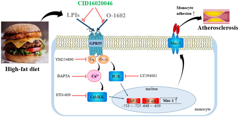Proposed mechanism of GPR55 activation in monocyte adhesion and atherosclerosis development. Activation of GPR55 leads to Mac-1 induction through AP-1 and NF-κB by signaling cascades of Gq/Ca2+/CAMKK and PI3K. Increased Mac-1 expression enhances monocyte adhesion and atherosclerosis development. LPI, lysophopshatidylinositol.