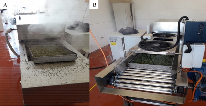 Steam sterilization prototype equipment used in this research, as shown from both ends. During the process, a stainless steel tray filled with MC inflorescences enters into the steam tunnel (A), exits the tunnel and is dried by the two top fans (B).