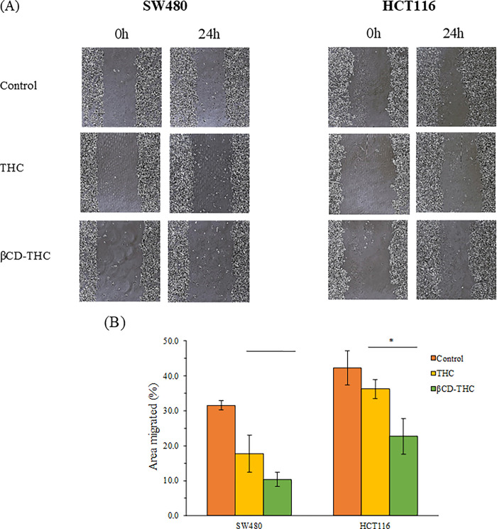 The cell migration effects of THC and βCD-THC inclusion complex on SW480 and HCT116 cells.(A) Representative images at 100x total magnification of scratch assays. (B) Bar charts present the percentage of the distance between the boundaries of the migrating cells from three replicates. Statistically significant differences in comparison between THC and βCD-THC groups are marked with (*), denoting p < 0.05.