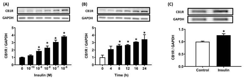 Insulin-stimulated CB1R expression in AML12 and primary hepatocytes. Hepatocytes were treated with the indicated concentration of insulin for 24 h (A) or 10-7 M insulin for the indicated time (B) and CB1R protein levels were then measured via western blot. The effect of insulin on CB1R expression was also examined in primary hepatocytes after 24 h of insulin (10-7 M) incubation (C). The results are expressed as fold change (mean ± SEM) from four biologically independent experiments. GAPDH served as a loading control. * p < .05 compared with time zero or vehicle controls.