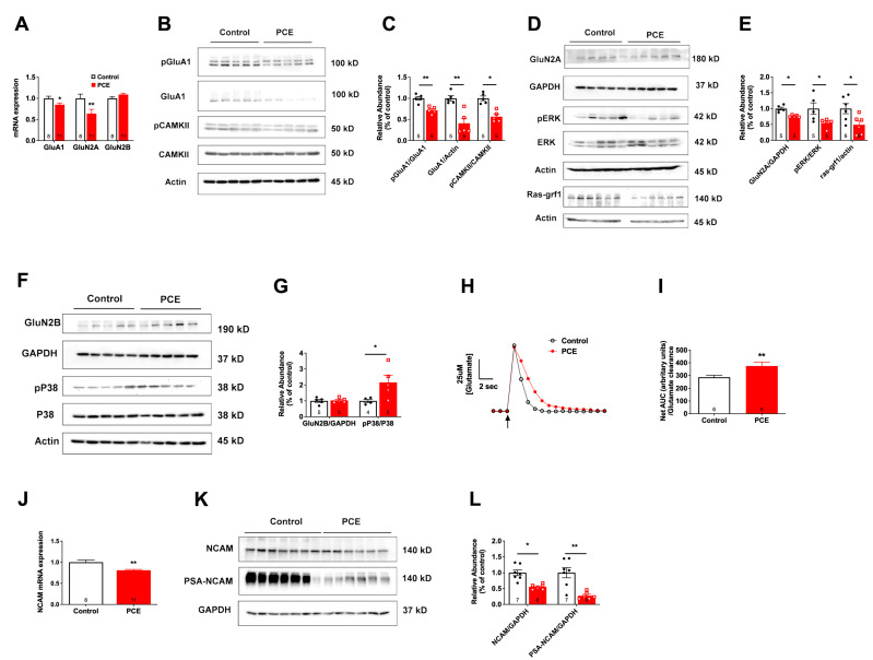 PCE decreases PSA-NCAM levels and alters the balance of signaling between GluN2A- and GluN2B-containing NMDA receptors. (A) PCR data revealed a decrease in GluA1 and GluN2A, but no difference in GluN2B mRNA levels. (B,C) Western blot data revealed a significant reduction in total GluA1, phosphorylation of GluA1 at S831, and phosphorylation of CAMKII in PCE animals. (D,E) Western blot data indicated significant reductions in GluN2A, phosphorylation of ERK, and Ras-GRF1. (F,G) Western blot data showed no differences in the GluN2B levels, but an increase in P38 phosphorylation was observed in PCE animals. (H) Representative glutamate signals in the CA1 from local application of exogenous glutamate (arrow) in control and PCE offspring. (I) Glutamate clearance, expressed as the net area under the curve (AUC), was significantly reduced in PCE animals, indicating reduced glutamate clearance. (J) mRNA levels of NCAM were significantly reduced in the hippocampus of PCE animals. (K,L) Western blot data showed significant reductions in both NCAM and PSA-NCAM levels in PCE hippocampus. Symbols represent means ± SEM. * indicates significant difference in control vs. PCE; * p < 0.05; ** p < 0.01.