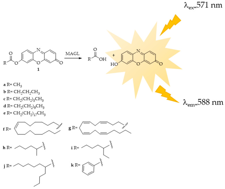 MAGL-responsive fluorescent probes: 7-hydroxyresorufynil esters: acetate (1a), butyrate (1b), octanoate (1c), dodecanoate (1d), icosanoate (1e), oleate (1f), arachidonate (1g), 2-methylhexanoate (1h), 2-ethylhexanoate (1i) 2-butyloctanoate (1j), and benzoate (1k). For clarity, only the compounds cited directly in the text and figure have been numbered.