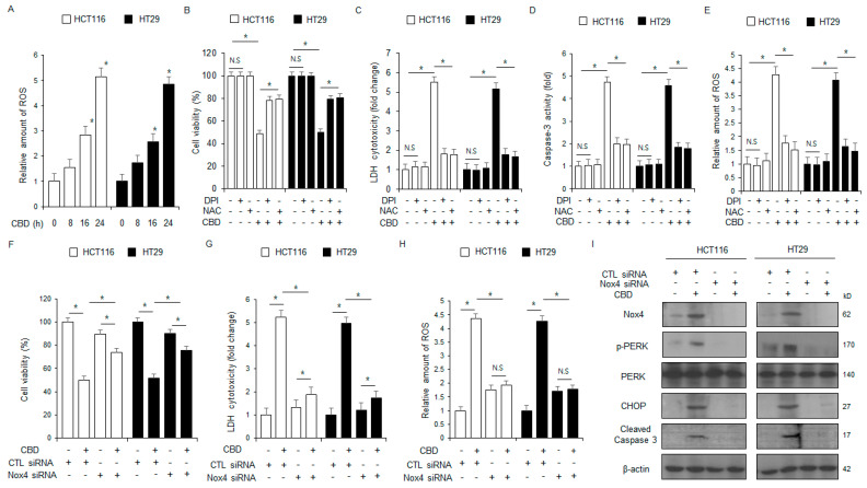 Silencing of NOX4 prevents ROS-induced ER stress and apoptosis in CBD-treated colorectal cancer cells. (A) Intracellular ROS generation was measured using the DCFDA dye in HCT116 and HT29 cells after treatment with 0.5 μΜ CBD for the indicated durations; *, p < 0.05. (B–E) Following treatment with 0.5 μΜ CBD, 1 μM DPI, and 100 μM NAC for 24 h, HCT116 and HT29 cells were subjected to various assays, including those for intracellular ROS release, caspase-3 activity, WST-1, and LDH cytotoxicity; *, p < 0.05, N.S = no significance. (F–I) Following transfection of NOX4 siRNAs into HCT116 and HT29 cell lines, cells were treated with CBD (0.5 µM) for 24 h. A variety of assays were performed, including those for intracellular ROS release, LDH cytotoxicity, and WST-1; *, p < 0.05. Protein expression levels of PERK, p-PERK, NOX4, CHOP, and cleaved caspase-3 were identified by Western blot analysis in HCT116 and HT29 cells after 24 h of 0.5 µM CBD treatment. The protein levels were normalized using β-actin.