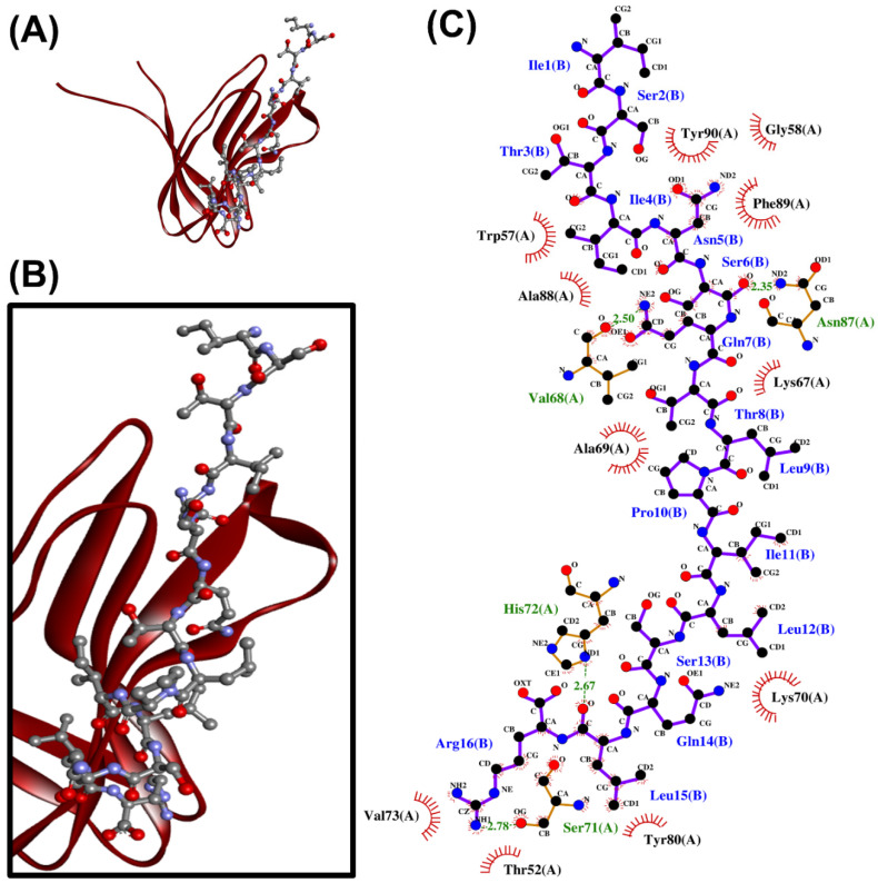 The ISTINSQTLPILSQLR-PirAvp docked model presented in 3D (A,B) and 2D (C) diagrams. In (A,B), PirAvp is shown in the cartoon in maroon; ISTINSQTLPILSQLR is presented in a ball-and-stick style. In the 2D diagram (C), the hydrophobic bonds and hydrogen bonds are displayed in red spoked arcs and green dashed lines, respectively.