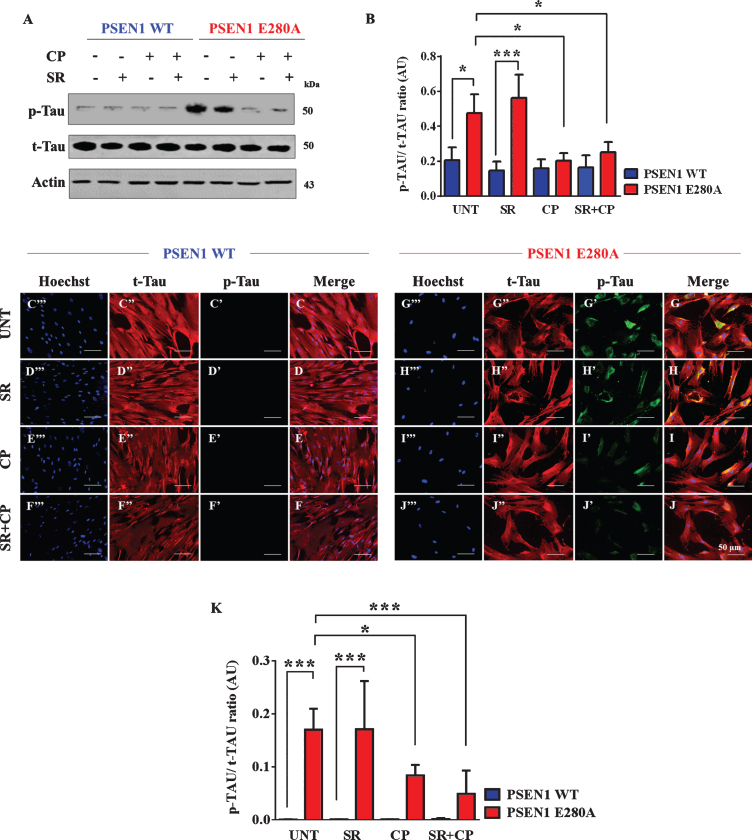CP55940 reduced the phosphorylation of tau protein independent of CB1Rs in PSEN1 E280A ChLNs. After 7 days of transdifferentiation, WT PSEN1 and PSEN1 E280A ChLNs were left untreated or treated with SR, CP, or SR + CP in regular culture medium for 4 days. After this time, the proteins in the extracts were blotted with primary antibodies against phosphorylated tau (p-Tau), total tau (t-Tau), and actin proteins. The intensities of the western blot bands shown in (A) were measured (B) by an infrared imaging system (Odyssey, LI-COR), and the p-Tau/t-Tau ratio was normalized to that of actin. Additionally, cells were double-stained as indicated in the figure (C-J) with primary antibodies against p-Tau (green; C’-J’) and t-Tau (red; C”-J”). The nuclei were stained with Hoechst 33342 (blue; C”’-J”’). K) Quantification of the p-Tau/t-Tau fluorescence ratio. Data are expressed as the mean±SD; *p < 0.05; **p < 0.01; ***p < 0.001. The blots and figures represent 1 out of 3 independent experiments. Image magnification, 200×.