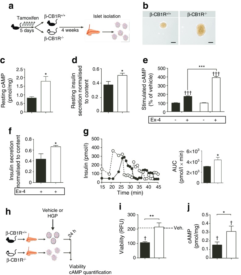 Pancreatic islets from β-CB1R−/− mice secrete more insulin and are protected from HGP stress ex vivo. (a) Schematic of the experimental design. Pancreatic islets were isolated from β-CB1R+/+ and β-CB1R−/− mice 1 month after tamoxifen injections. (b) Representative images of islets (scale bars, 100 μm). (c) Resting intra-islet cAMP and (d) insulin secretion were quantified under non-stimulatory conditions (2 mmol/l glucose). (e) Islets (n = 40) were stimulated in vitro with 0.33 nmol/l Ex-4 in the presence of IBMX and 7.5 mmol glucose, and intra-islet cAMP was quantified. (f) Ex-4-mediated glucose-dependent insulin secretion from freshly isolated islets. (g) Glucose-stimulated insulin secretion from perifused β-CB1R+/+ and β-CB1R−/− islets with AUC (n = 100 islets; n = 4 mice). (h) Schematic of the experimental design. Islets isolated from β-CB1R+/+ and β-CB1R−/− mice were incubated with HGP (glucose 16.5 mmol/l, palmitate 500 μmol/l) for 24 h. (i) Viability of HGP-treated islets (the dotted line represents the vehicle control [Veh.]). RFU, relative fluorescence units. (j) Intra-islet cAMP levels after treatment with HGP. Black circles/bars, β-CB1R+/+; white circles/bars, β-CB1R−/−. n = 7 mice; n = 3 independent experiments with n = 40–50 islets. Data are means ± SEM. Significance by t test, *p ≤ 0.05, **p ≤ 0.01, ***p ≤ 0.001 vs β-CB1R+/+; †p ≤ 0.05, †††p ≤ 0.001 vs vehicle