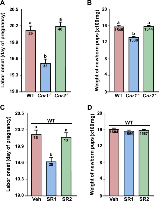 Genetic or pharmacological silencing of CB1 induces preterm labor.(A & B) Mice missing Cnr1, but not Cnr2, show early onset of labor with reduced fetal weights at birth. (C & D) Preterm labor occurs in wild-type (WT) pregnant mice receiving a CB1-selective antagonist SR141716 (SR1), but not a CB2-selective antagonist SR144528 (SR2), on days 14–18 with little effects on fetal weights. Numbers within bars indicate the number of mice examined in panels A and C. The average fetal weights (mg) at birth are shown in panels B and D. The bars with different letters are significantly different (P<0.01).