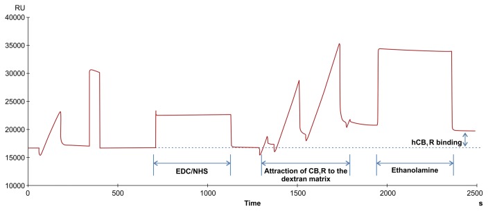 Immobilization of CB1 on the biosensor chip (CM5) by amine coupling. EDC [0.4 M 1-ethyl-3-(3-dimethylaminopropyl)-carbodiimide] and NHS (0.1 M N-hydroxysuccinimide) coupling solution was used to activate the CM5 chip. CB1 protein was diluted in sodium acetate buffer (pH 5.0) and flowed into the biosensor chip at 10 μL/min for 7min. Uncoupled protein was washed out by 1M ethanolamine-HCl (pH 8.5). Proteins were coated at 2,000 response units (RU).
