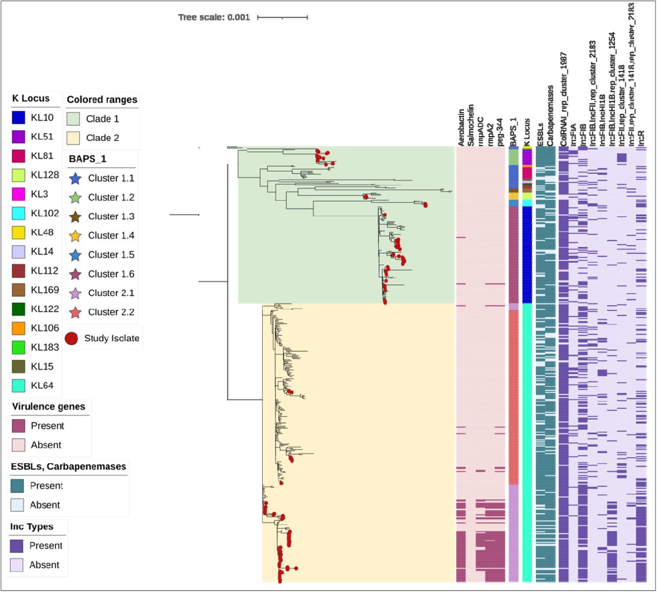 Midpoint-rooted maximum-likelihood core-genome phylogenetic tree of [n=444] K. pneumoniae ST147 isolates from India (n=157, marked with red circular symbols at terminal branches) and global sources, constructed from recombination-free core SNPs using IQ-TREE 2 (http://www.iqtree.org/) with 10,000 ultrafast bootstrap replicates. Two major sub-clades and eight clusters inferred using Bayesian Analysis of Population Structure (clusters); study isolates cluster prominently and are highlighted with distinct colours (clusters 1.6 and 2.1; Tapestry and Light Wisteria). Annotated metadata tracks from inner to outer illustrate (i) virulence genes heatmap; (ii) BAPS clusters; (iii) K-locus types, with KL64 and KL10 predominating among study isolates alongside 13 additional less frequent capsule loci (e.g., KL107, KL112); (iv) presence/absence of extended-spectrum β-lactamase (ESBL) genes (e.g., blaCTX-M-15 widespread); (v) plasmid replicon types heatmap; and (vi) carbapenemase genes (e.g., blaNDM-5). The figure was generated and annotated using iTOL (https://itol.embl.de/). Branch lengths represent nucleotide substitutions per site, with the scale bar (0.001 substitutions/site) indicating evolutionary divergence.