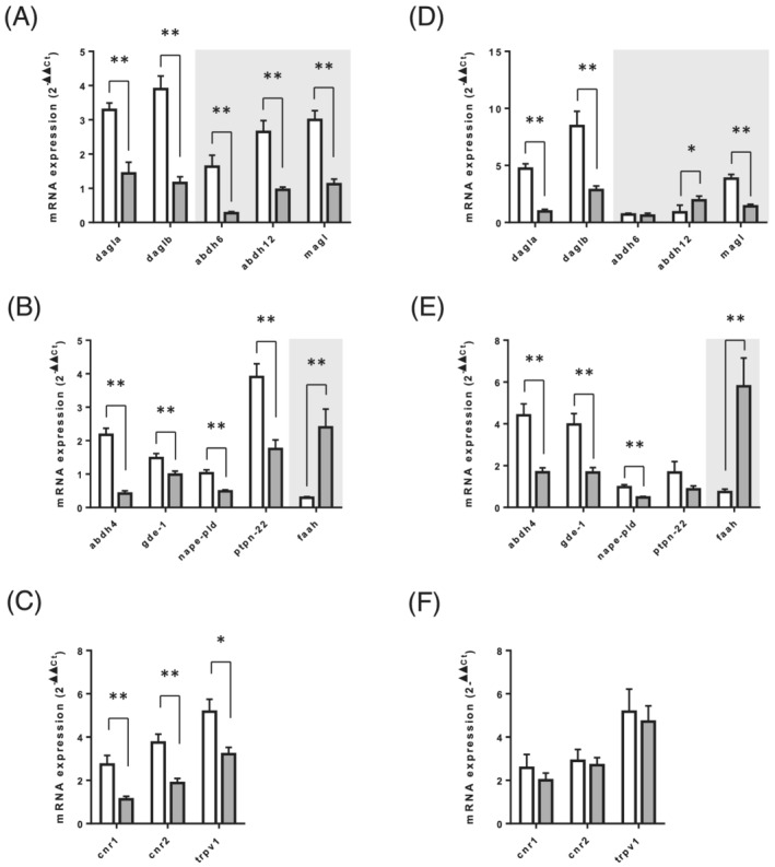 Expression level analysis of the genes related to endocannabinoid metabolism and function in skeletal muscle of adult and old rats. mRNA expression levels of genes encoding for (A & D) enzymes involved in 2‐AG biosynthesis (dagla & daglb) and catabolism (abhd6, abhd12, & magl), (B & E) enzymes involved in AEA and AEA congener biosynthesis (abhd4, gde‐1, nape‐pld, & ptpn22) and catabolism (faah), and (C & F) endocannabinoid receptors (cnr1, cnr2, & trpv1), were measured in soleus (A–C) and EDL (D–F) muscles. Values are expressed as mean ± SEM. P values were assessed by unpaired t‐test. *P < 0.05, **P < 0.01 vs. adult.