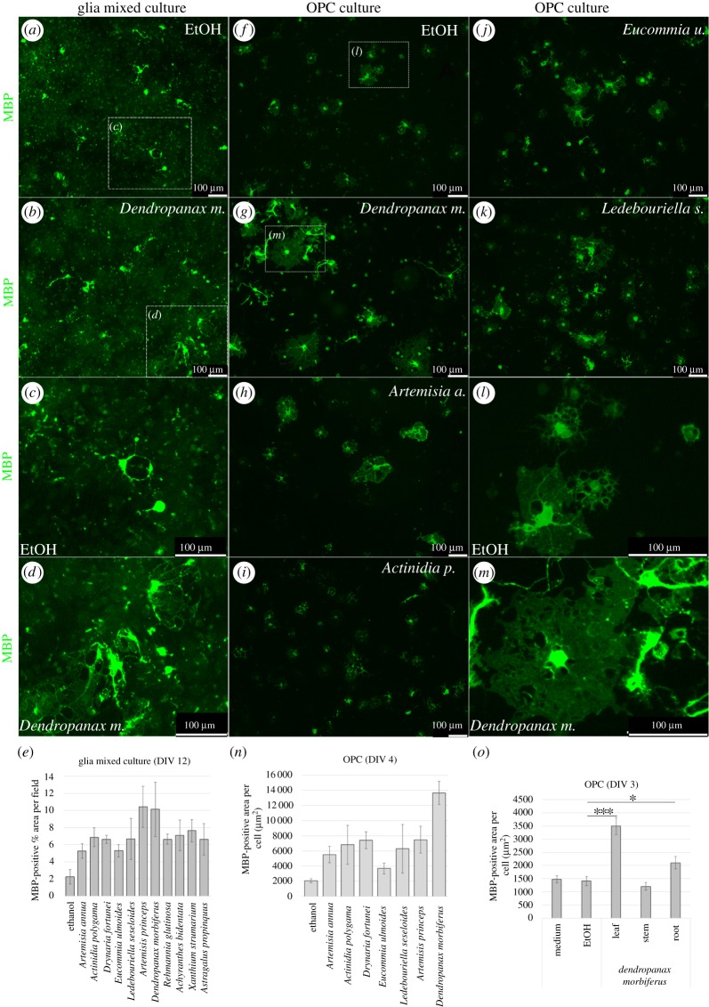 Dendropanax morbiferus leaf EtOH extract treatment increased the size of OL membrane sheath in the mixed glial culture as well as pure OL culture. (a–e) Primary mixed glial cultures were treated with the medium containing EtOH or several medicinal plant EtOH extracts during DIV 8–12 and fixed at DIV 12 for MBP staining to analyse the membrane size. Compared with EtOH-treated cultures (a,c), the size of OL membrane sheath was increased by the treatment of medicinal plant extracts including DM (b,d; electronic supplementary material, figure S1). (e) Total summary of MBP-positive percentage area per field depending on the treatment. Among the investigated medicinal plants, ArP and DM induced the highest MBP-positive percentage area per field in the glia mixed culture. (f–n) OPCs were isolated from the mixed glial cultures on DIV 10 and seeded on PDL-coated coverslip. On DIV 1, the OPCs were treated with the EtOH- or the indicated medicinal plant extract-containing medium and fixed on DIV 4 for immunostaining with MBP antibody. Dendropanax morbiferus-treated OPCs showed the highest MBP-positive area per cell, while ArP-treated OPCs indicated the half of the membrane size of DM-treated OPCs. (o) MBP-positive area per cell depending on the indicated plant parts of DM. The leaf showed the highest effects on the increment of the OL membrane size. Bars represent mean ± s.e.m. *p < 0.05; ***p < 0.001; n = 3 experiments, Student's t-test. Scale bars, 100 μm (a–d,f–m).
